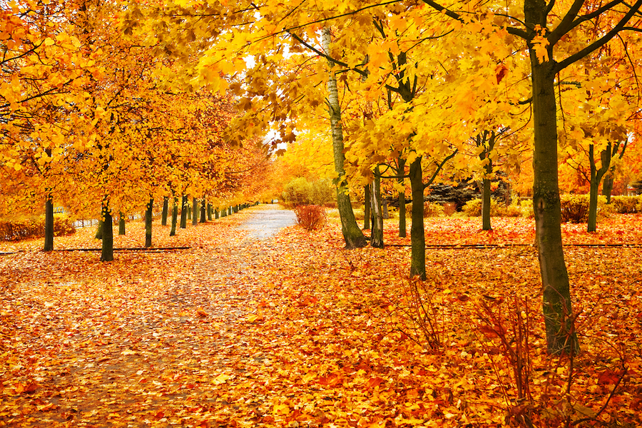 fall leaves in murfreesboro, tn